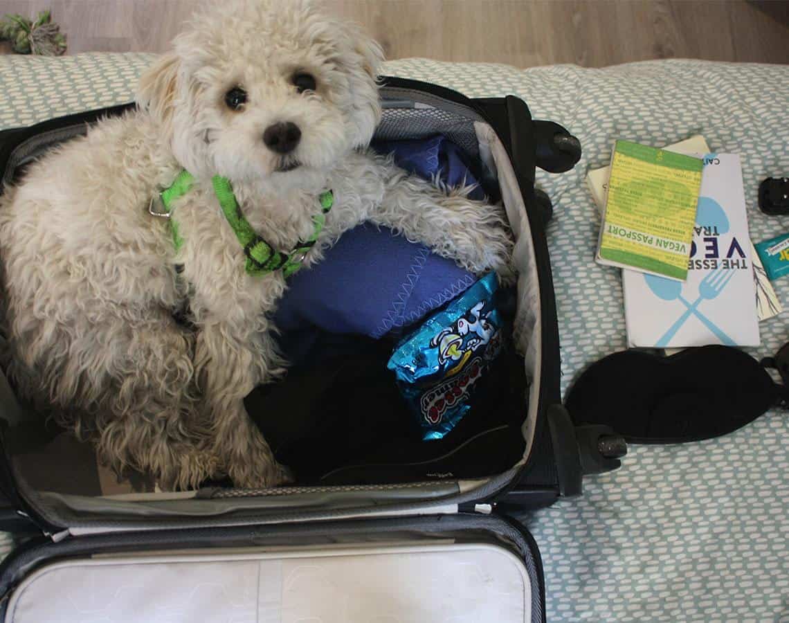 How to pack a vegan suitcase (dog not included)