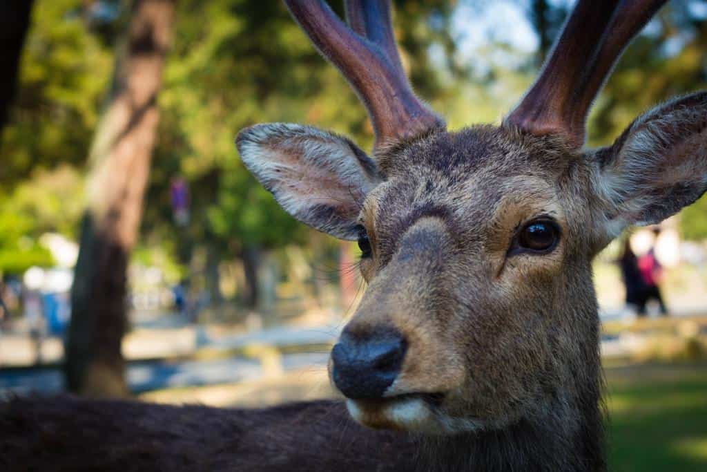 Nara Park, Japan (photo by The Caffeinated Vegan)