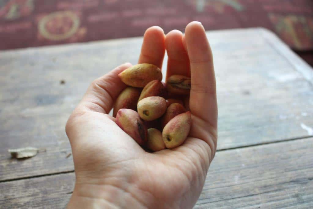 Fresh pistachios