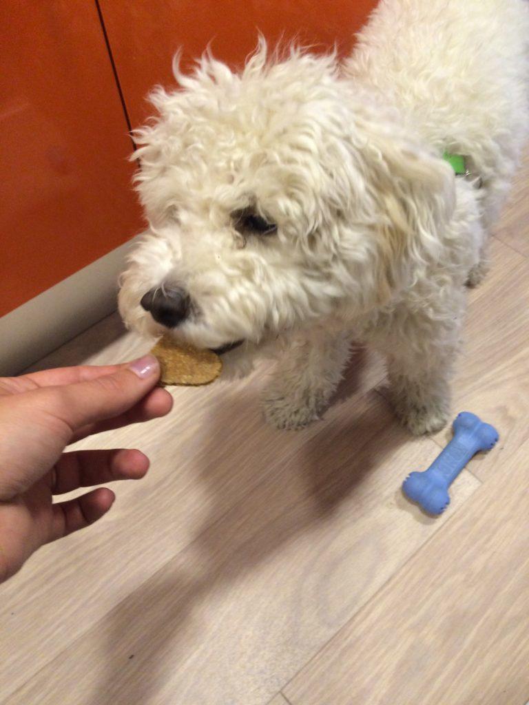 Small white poodle being handed a dog biscuit