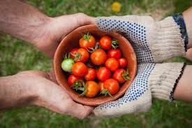 Two sets of hands pass a bowl of tomatoes between them.