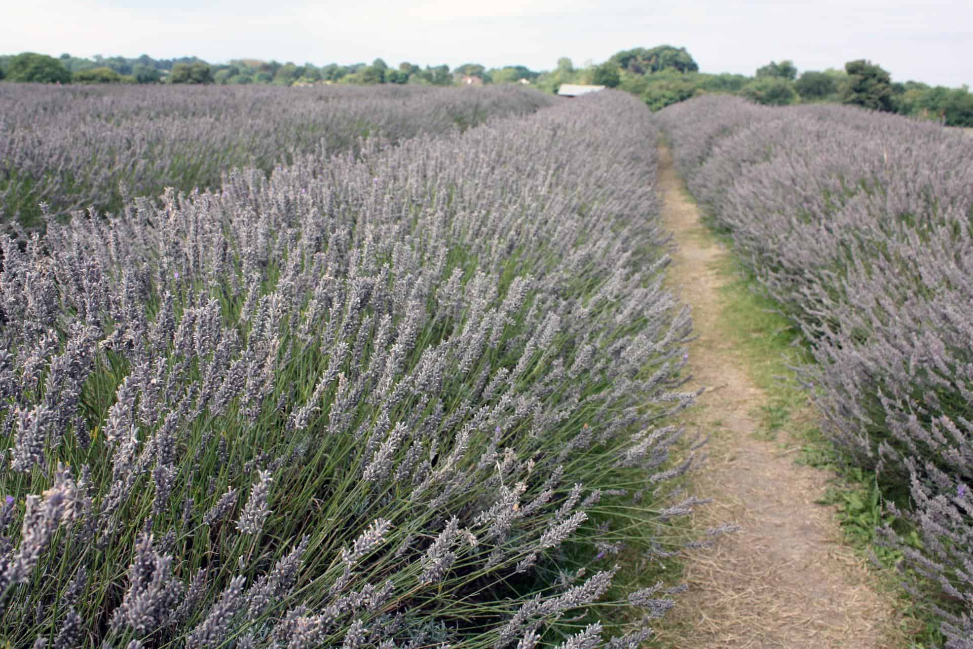 London's lesser known sights: Mayfield Lavender Farms