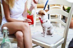 Dog Friendly Vegan Cafes, Restaurants & Pubs in London