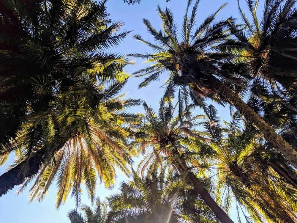 Image of palm trees with blue sky above. vegan sunscreen guide