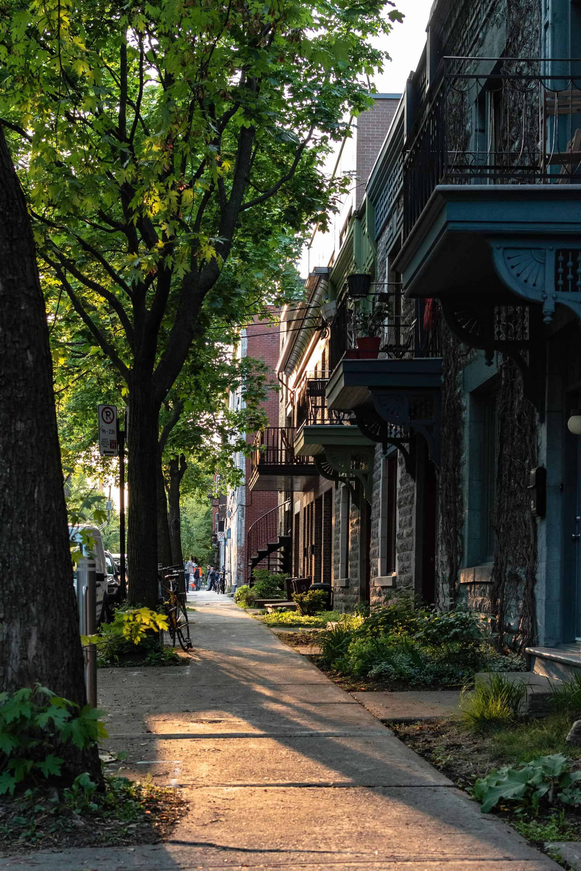 A leafy residential street
