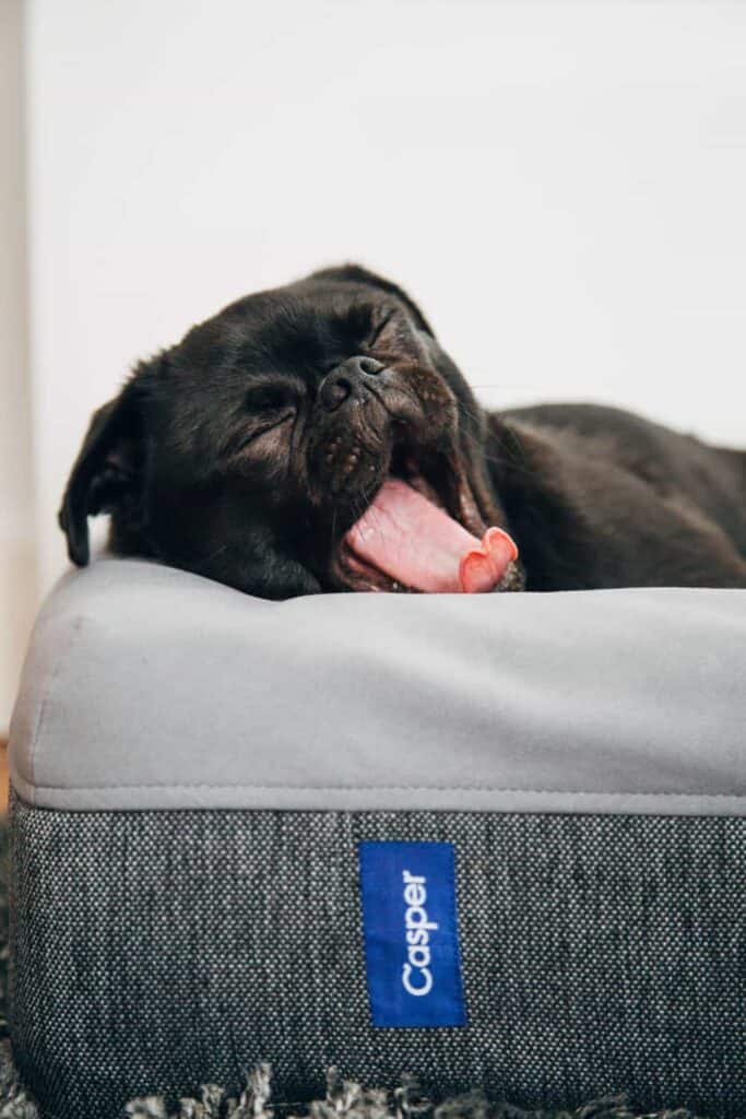 Dog yawning while lying on mattress