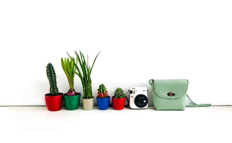 Row of cacti in pots, camera and green handbag